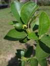 Brazilian Tahiti lemon. Lemon on a lemon tree starting to sprout in a garden.Citrus Ãâ latifolia.